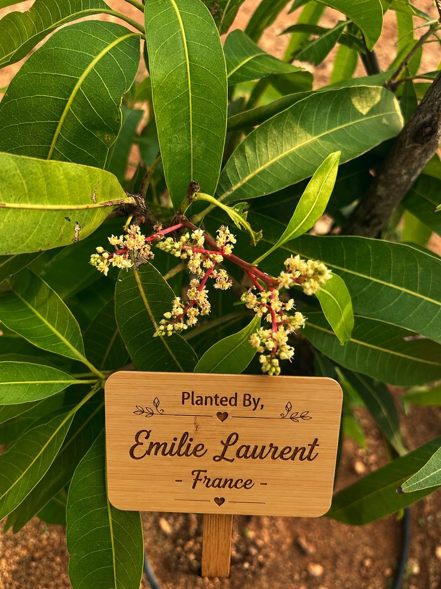 Emilie Laurent's tagged mango tree in bloom at Iperfarm
